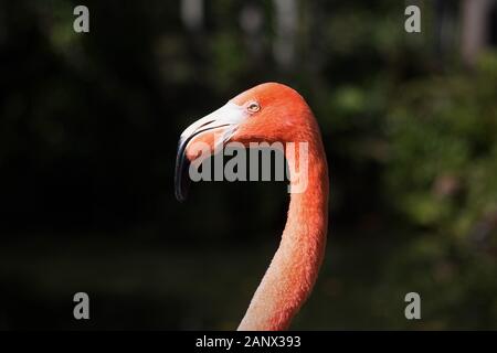 Profil d'un flamant rose, Close up. Banque D'Images