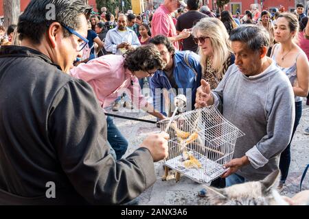 Un prêtre catholique bénit un oiseau au cours de la bénédiction annuelle des animaux pendant la fête de San Antonio Abad à l'Oratorio de San Felipe Neri, 17 janvier 2020 l'église dans le centre historique de San Miguel de Allende, Guanajuato, Mexique. Banque D'Images