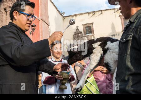 Un prêtre catholique bénit un cowboy et son agneau au cours de la bénédiction annuelle des animaux pendant la fête de San Antonio Abad à l'Oratorio de San Felipe Neri, 17 janvier 2020 l'église dans le centre historique de San Miguel de Allende, Guanajuato, Mexique. Banque D'Images