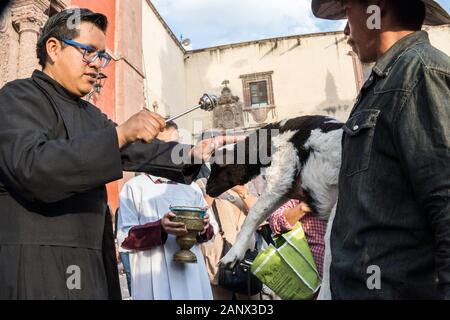 Un prêtre catholique bénit un cowboy et son agneau au cours de la bénédiction annuelle des animaux pendant la fête de San Antonio Abad à l'Oratorio de San Felipe Neri, 17 janvier 2020 l'église dans le centre historique de San Miguel de Allende, Guanajuato, Mexique. Banque D'Images