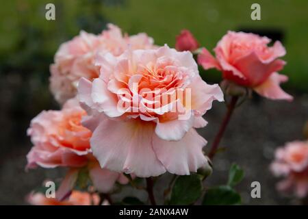 C'est magique - Hybrid Tea Rose McGredy Banque D'Images