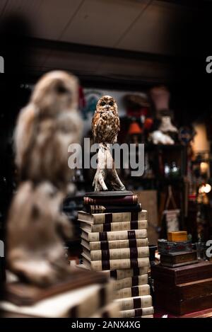 Photo d'un animal farci. Owl Head Old vintage maison articles vente garage stockage conteneur royaume-uni manchester londres espace pour la publicité textuelle Banque D'Images