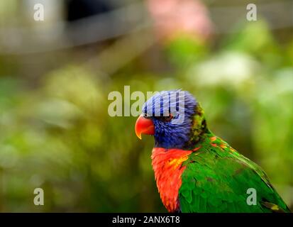 Le Lorikeet arc-en-ciel est une espèce de perroquet que l'on trouve en Australie. Il est commun le long de la côte est, du nord du Queensland à l'Australie méridionale Banque D'Images