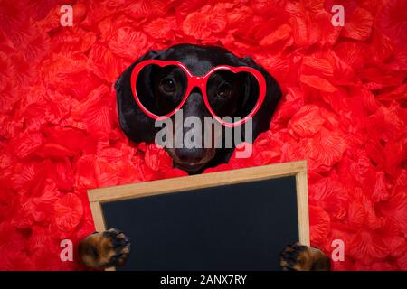 Suasage dachshund dog au lit plein de pétales de rose rouge en arrière-plan , dans l'amour le jour de valentines et tellement mignon avec des lunettes de soleil titulaire d'un ba Banque D'Images