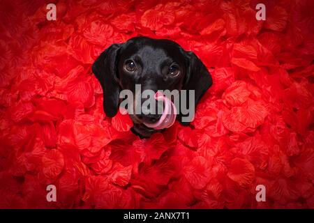 suasage dachshund chien allongé dans un lit plein de pétales de fleur de rose rouge comme fond , dans l'amour sur la saint valentin et si mignon Banque D'Images