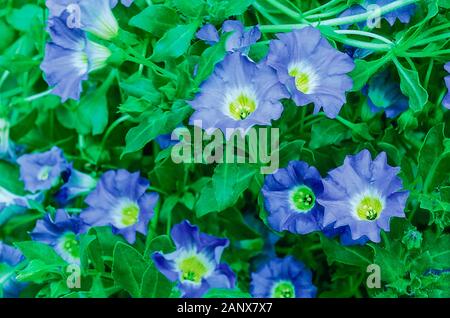 Nolana paradoxa Blue Bird une plante couvre-sol qui peut être utilisé pour suspendre des paniers et conteneurs. Également appelé Bellflower chilien demi vivace Banque D'Images