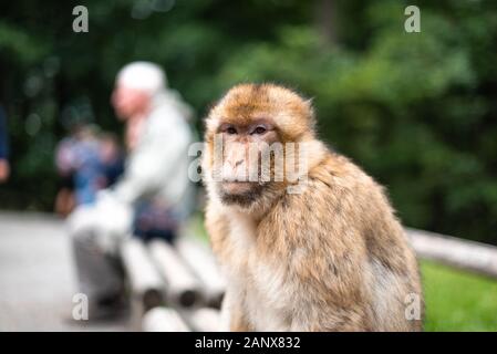 singe assis sur un banc à côté des militants humains d'amour des animaux espèces fermer l'espace concept pour la signification de texte Banque D'Images