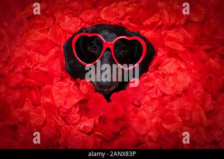 Suasage dachshund dog au lit plein de pétales de rose rouge en arrière-plan , dans l'amour le jour de valentines et tellement mignon avec des lunettes Banque D'Images