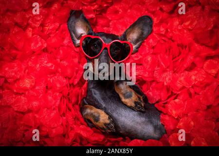 Suasage dachshund dog au lit plein de pétales de rose rouge en arrière-plan , dans l'amour le jour de valentines et tellement mignon avec des lunettes Banque D'Images