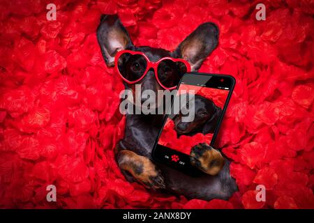 Suasage dachshund dog au lit plein de pétales de rose rouge en arrière-plan , dans l'amour sur la saint valentin en tenant un smartphone avec selfies Banque D'Images