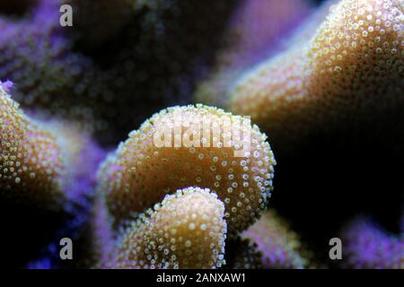 Photo macro sur sarcophyton corail doux Banque D'Images