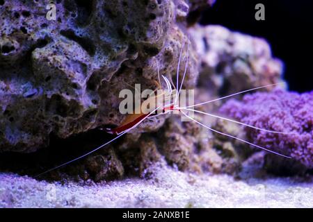 Lysmata amboinensis - Saltwater cleaner shrimp, créature d'invertébrés Banque D'Images
