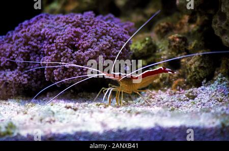 Lysmata amboinensis - Saltwater cleaner shrimp, créature d'invertébrés Banque D'Images