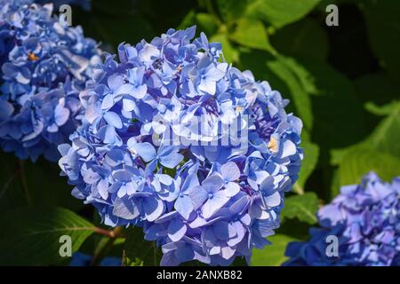 Libre de beaux hortensias en fleurs fleurs bleu violet sur une chaude journée de printemps Banque D'Images