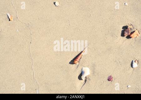 Sable brun clair et les coquillages bivalves ou sur la plage Banque D'Images