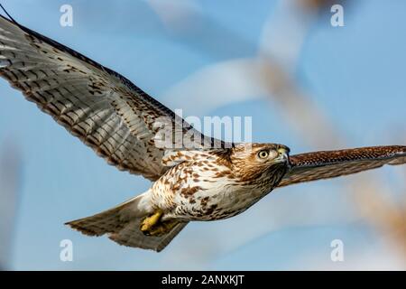 Gros plan de la buse à Queue rouge juvénile en vol (Buteo jamaicensis) Colorado, États-Unis 2020 Banque D'Images