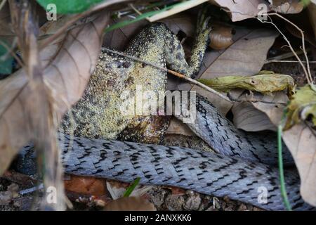 Le serpent kukri ( Oligodon fasciolatus ) mordre et manger dans la forêt, à Crapaud grenouille chasse Reptiles reptiles venimeux, se cachant sous brown feuille sèche Banque D'Images