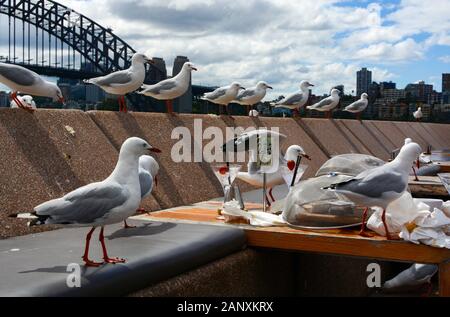 Un troupeau affamé de mouettes se déplace pour les restes de nourriture dans une salle à manger décontractée le long du port de Sydney Banque D'Images