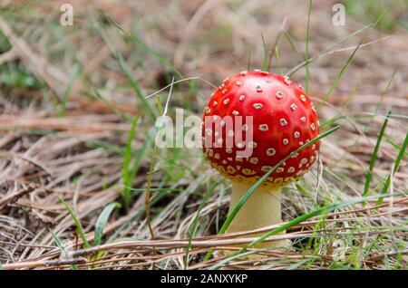 Amanita muscaria champignon, communément appelé fly fly agaric ou amanita dans son environnement naturel, le parc national La Marquesa, Mexique Banque D'Images