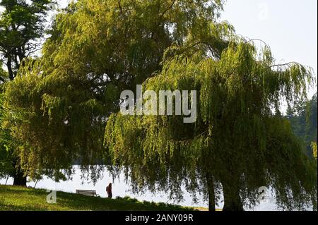 Vancouver, Colombie-Britannique, Canada : Vue du coucher de soleil idyllique d'une personne de marcher sous les arbres le long de la côte à Stanley Park Banque D'Images