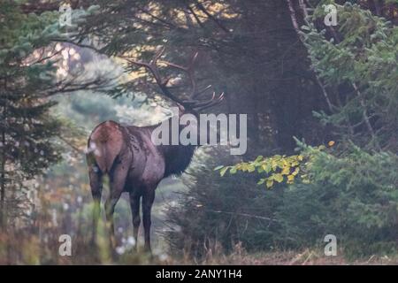 Bull Elk près de Clam Lake dans le nord du Wisconsin. Banque D'Images