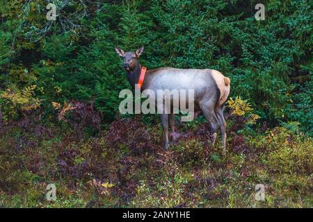 Femelle collier Elk près de Clam Lake dans le nord du Wisconsin. Banque D'Images