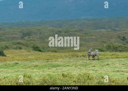 Zebra se tenant dans des prairies verdoyantes près du lac Nakuru, Kenya, Afrique Banque D'Images