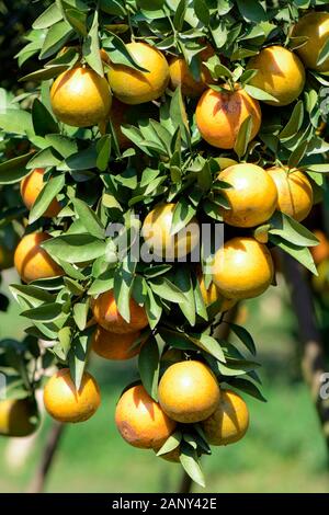 La mandarine bio prêtes pour la récolte. La meilleure qualité de la mandarine verger presque en Fang, Chiengmai dans le nord de la Thaïlande. Banque D'Images