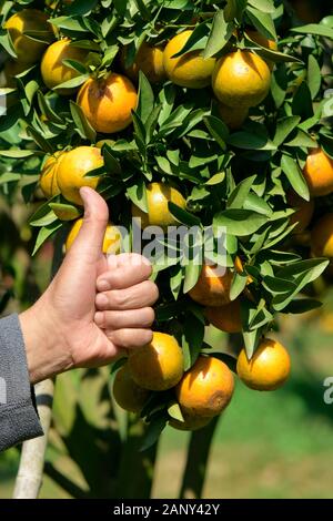 Meilleure qualité de la mandarine bio prêtes pour la récolte. La meilleure qualité de la mandarine verger presque en Fang, Chiengmai dans le nord de la Thaïlande. Banque D'Images