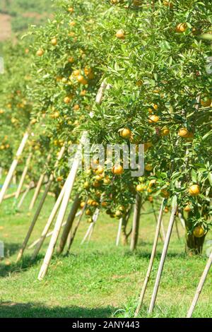 La mandarine bio prêtes pour la récolte. La meilleure qualité de la mandarine verger presque en Fang, Chiengmai dans le nord de la Thaïlande. Banque D'Images