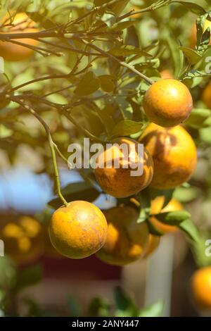 La mandarine bio prêtes pour la récolte. La meilleure qualité de la mandarine verger presque en Fang, Chiengmai dans le nord de la Thaïlande. Banque D'Images