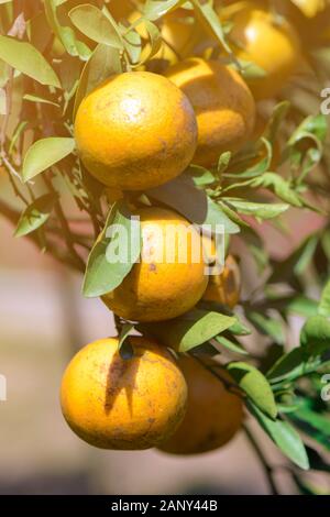 La mandarine bio prêtes pour la récolte. La meilleure qualité de la mandarine verger presque en Fang, Chiengmai dans le nord de la Thaïlande. Banque D'Images