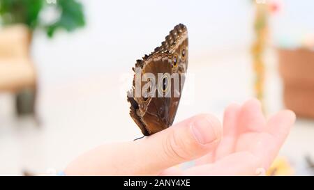 Big brown butterfly se trouve sur un homme de main. close-up. Banque D'Images