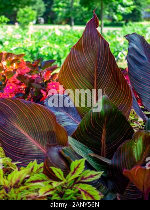 Les grandes feuilles d'une plante du genre Canna sont vus en été dans le jardin extérieur d'un parc public. Banque D'Images