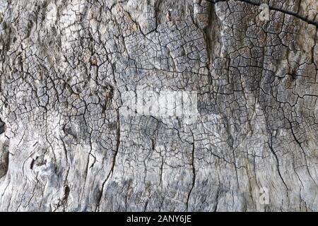 La texture de l'écorce d'un vieux sycomore. Close up platanus texture de l'écorce de couleur gris Banque D'Images