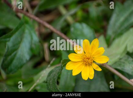 Cosmos sulphureus est également connu sous le nom de cosmos et jaune soufre cosmos. Banque D'Images