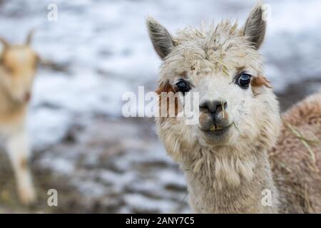 Close up of White Alpaga regardant droit devant. Belle ferme du lama animal au zoo pour enfants. Banque D'Images