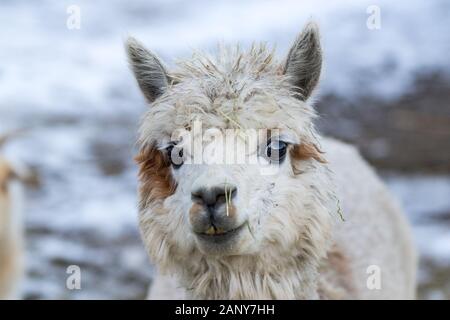 Close up of White Alpaga regardant droit devant. Belle ferme du lama animal au zoo pour enfants. Banque D'Images