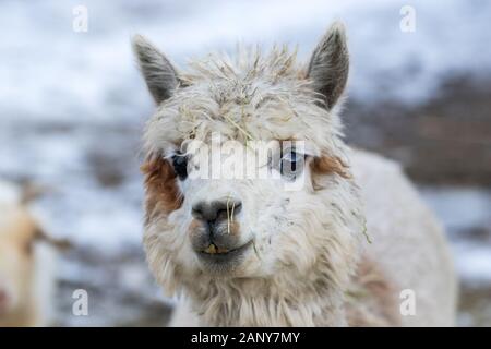 Close up of White Alpaga regardant droit devant. Belle ferme du lama animal au zoo pour enfants. Banque D'Images