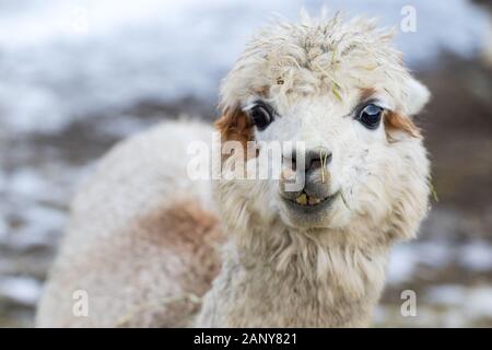 Close up of White Alpaga regardant droit devant. Belle ferme du lama animal au zoo pour enfants. Banque D'Images