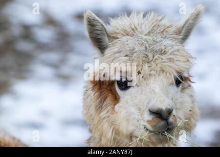 Close up of White Alpaga regardant droit devant. Belle ferme du lama animal au zoo pour enfants. Banque D'Images