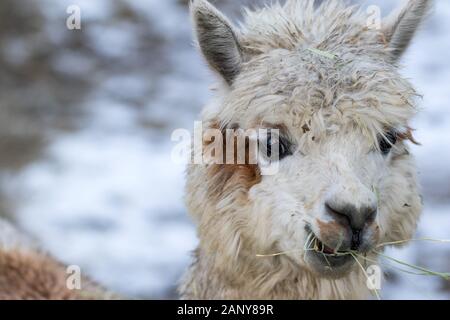 Close up of White Alpaga regardant droit devant. Belle ferme du lama animal au zoo pour enfants. Banque D'Images