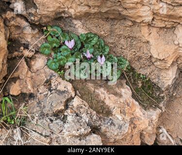 Fleurs de cyclamen de Perse et d'Ombelle grandissant ensemble dans la nature sur une falaise dans la réserve d'ein prat dans wadi qelt de Cisjordanie d'Israël et pa Banque D'Images