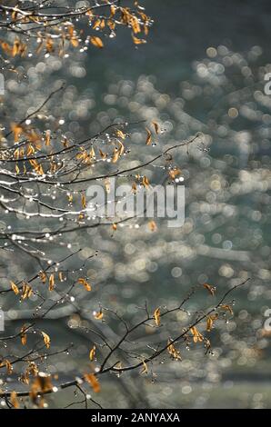 Branches d'un tilleul Tilia cordata littleleaf sec avec inflorescences corymbose sur l'arrière-plan d'un beau bokeh orientation verticale Banque D'Images