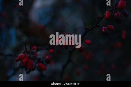 Fruits rouges en hiver macro Banque D'Images