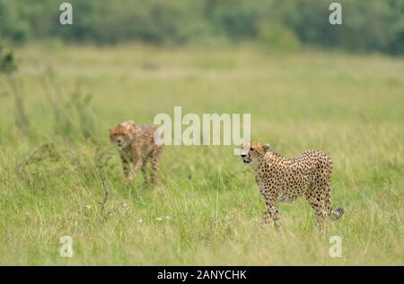 Malaika Guépard et ses jeunes à la recherche d'une proie vu à Masai Mara, Kenya, Afrique Banque D'Images