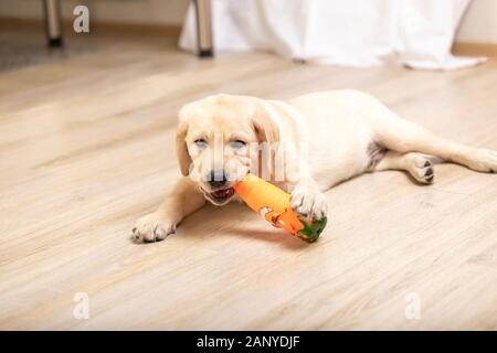 Petit chien chiot à la maison à jouer avec ses jouets. Banque D'Images