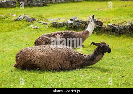 Lama en face de Machu Picchu, Cusco, Pérou Région Amérique du Sud. Banque D'Images