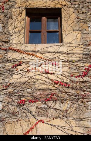 Vigne rouge dans l'ancien ermitage Banque D'Images