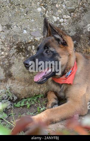 3 mois Berger Belge Malinois chiot close up Banque D'Images